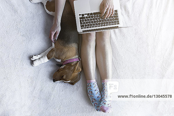 Draufsicht einer Frau  die zu Hause einen Laptop mit Beagle auf dem Bett benutzt