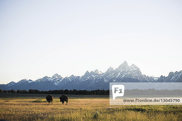 Rückansicht amerikanischer Bisons  die auf einem Grasfeld im Grand-Teton-Nationalpark vor Bergen grasen