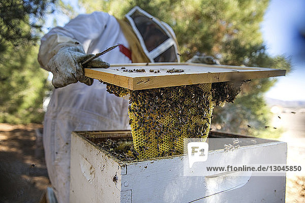 Imker prüft Bienenstock im Betrieb