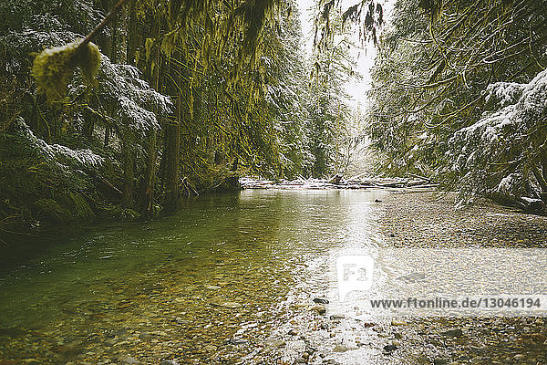 Landschaftliche Ansicht eines Flusses inmitten von Bäumen im Wald im Winter.