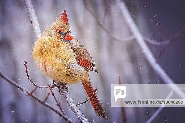 Nahaufnahme eines Kardinalvogels,  der bei Schneefall auf einem Ast sitzt