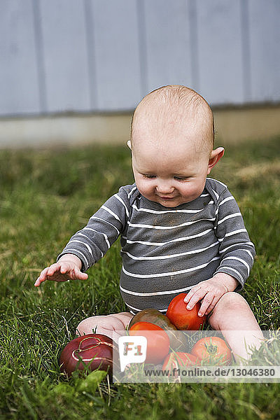 Cute baby boy playing with fresh tomatoes at backyard