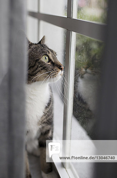 Nahaufnahme einer Katze  die zu Hause durch ein Fenster schaut