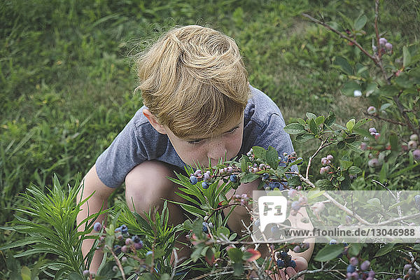 Hochwinkelaufnahme eines Jungen beim Blaubeerenpflücken auf dem Bauernhof