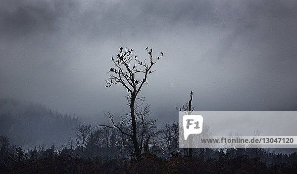 Silhouette von Adlern  die auf einem kahlen Baum gegen den Himmel sitzen