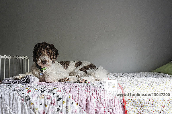 Porträt eines Hundes  der zu Hause auf dem Bett an der Wand sitzt