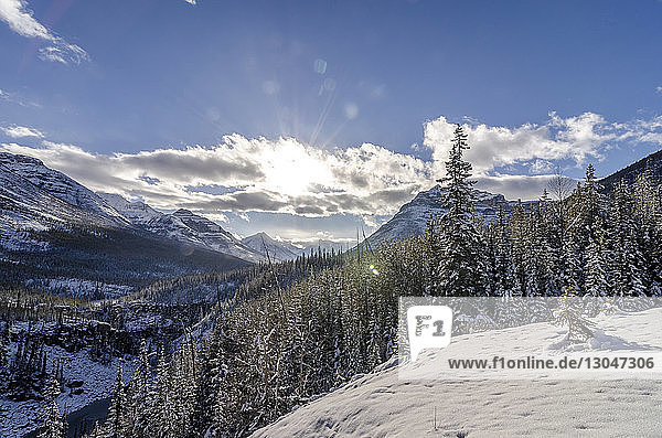 Schneebedeckte Kiefern und Berge gegen den Himmel an einem sonnigen Tag