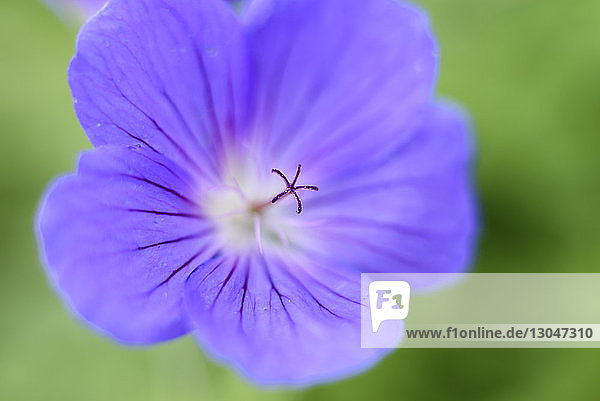 Nahaufnahme einer im Freien blühenden violetten Blume