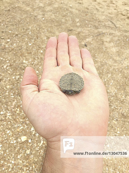 Abgehackte Hand eines Mannes mit kleiner Schildkröte