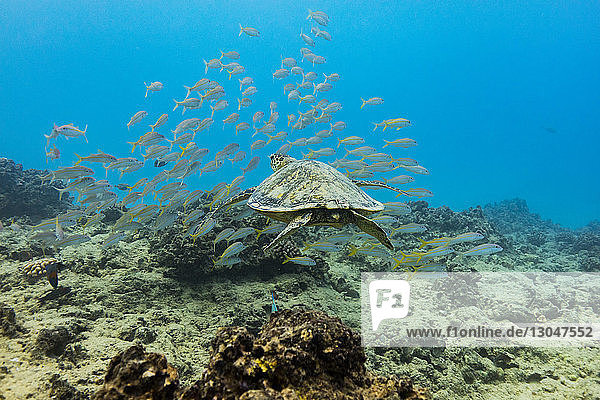 Turtle and fish swimming undersea