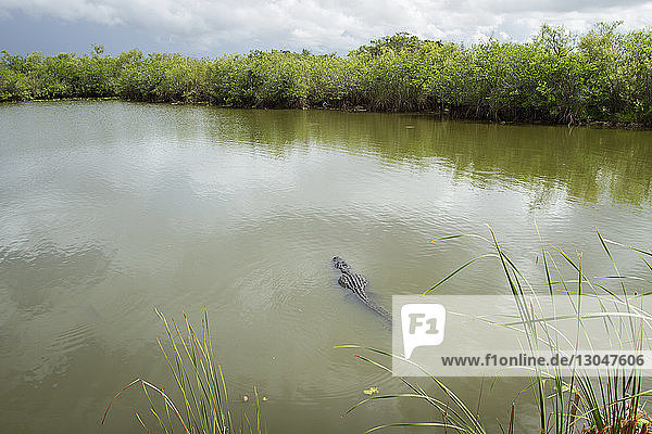 Hochwinkelaufnahme eines Alligators im Teich des Everglades-Nationalparks