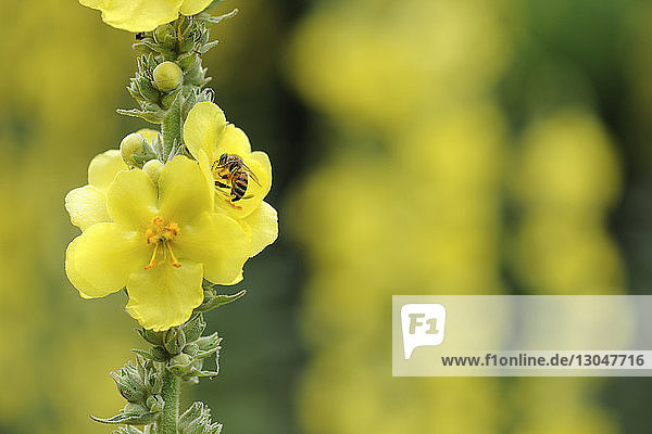 Nahaufnahme einer Biene  die auf einer gelben Blüte bestäubt