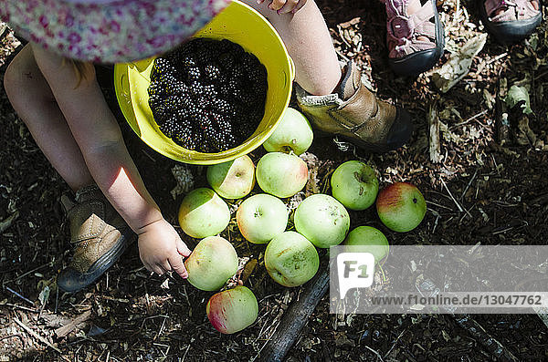 Overhead view of girl collecting apples and blackberries