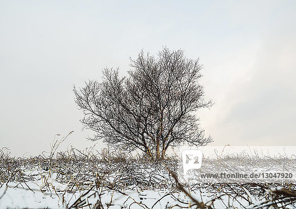 Kahler Baum auf verschneitem Feld vor klarem Himmel