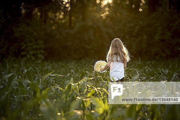 Rear view of girl holding flowers while standing amidst field during sunset