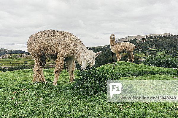 Lamas grasen auf Grasfeld vor wolkigem Himmel