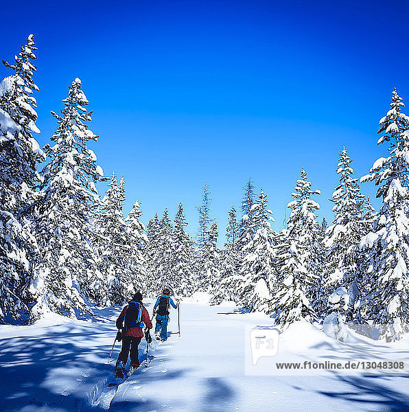 Skifahrer auf dem Feld inmitten schneebedeckter Bäume vor blauem Himmel
