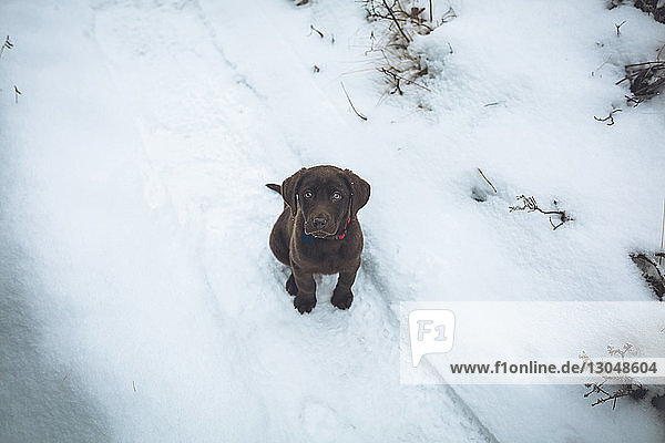 Porträt des niedlichen Schoko-Labradors auf schneebedecktem Feld