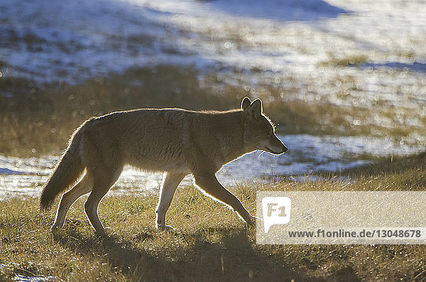 Seitenansicht eines Kojoten  der bei Sonnenschein am Seeufer spazieren geht