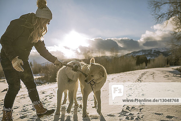 Seitenansicht einer Frau  die mit Hunden spielt  die einen Stock im Maul auf einem schneebedeckten Feld tragen