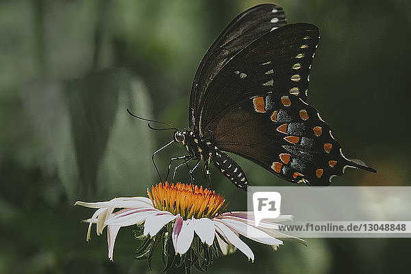 Nahaufnahme eines Schmetterlings  der sich an einer Blume im Park ernährt