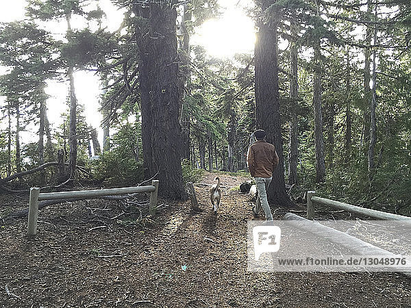 Rückansicht eines Mannes mit Hund beim Spaziergang auf einem Feld im Wald