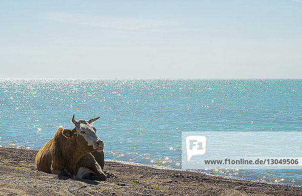 Kuh entspannt am Strand gegen den Himmel an einem sonnigen Tag