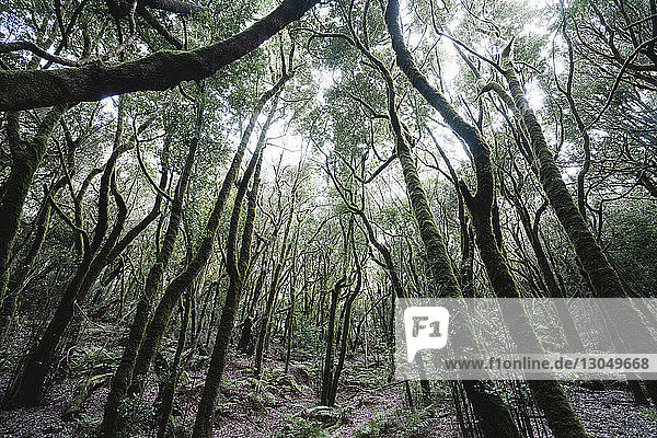 Ruhiger Blick auf moosbewachsene Bäume im Wald des Garajonay-Nationalparks