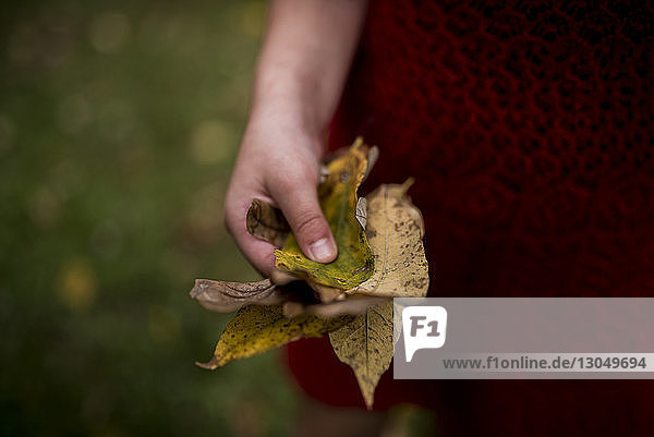 Geschnittene Hand eines Mädchens  das im Herbst im Park trockene Blätter hält