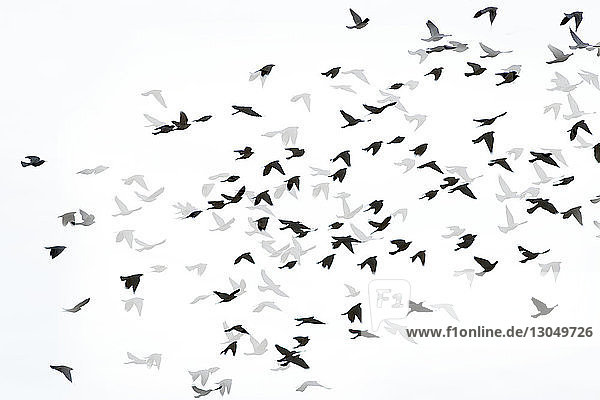 Digitales zusammengesetztes Bild von Silhouettenvögeln,  die mit Schatten auf weißem Hintergrund fliegen