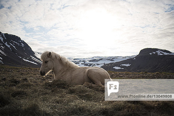 Seitenansicht eines Pferdes  das sich auf Gras vor bewölktem Himmel entspannt