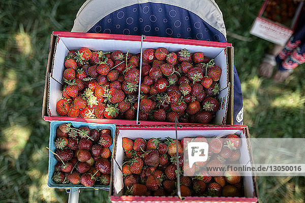 Hochwinkelansicht von Erdbeeren in Behältern im landwirtschaftlichen Betrieb