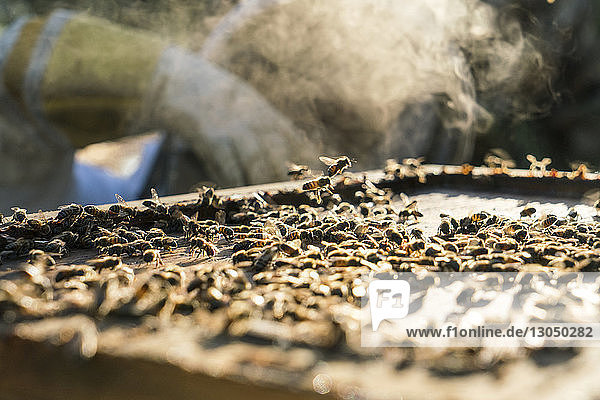 Mittelteil eines Imkers mit Bienenstockrahmen