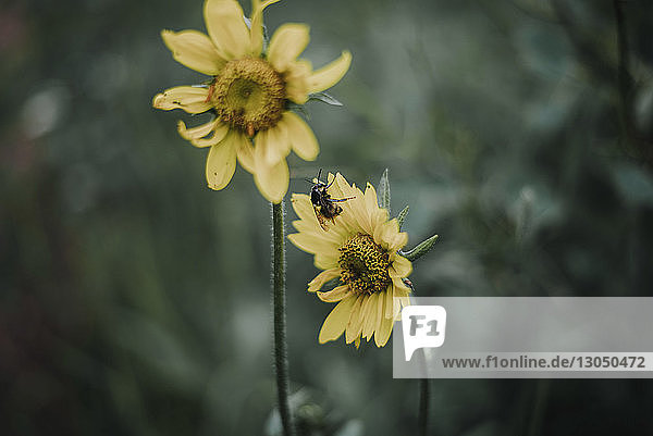 Hochwinkelansicht einer Honigbiene  die sich von einer Blume ernährt