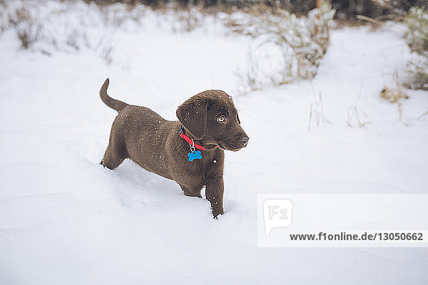 Schokoladen-Labrador auf schneebedecktem Feld stehend