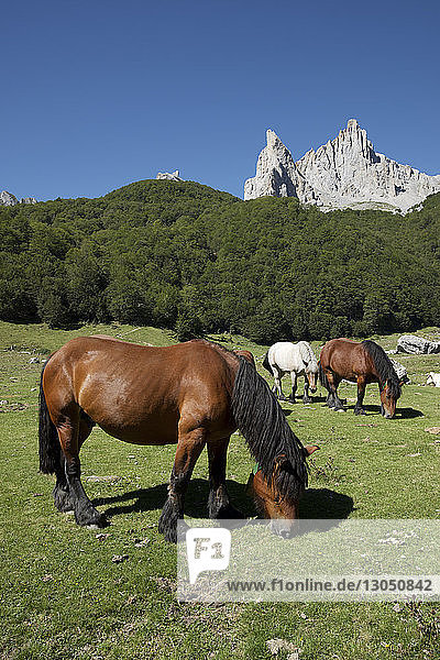 Horses grazing on grassy field at Lescun Valley during sunny day