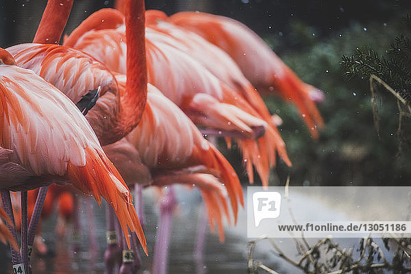 Flamingos sitzen bei Schneefall im Teich