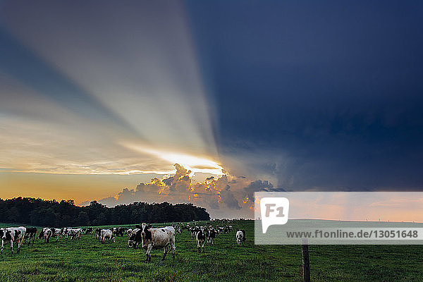 Kühe grasen auf Grasfeld vor dramatischem Himmel
