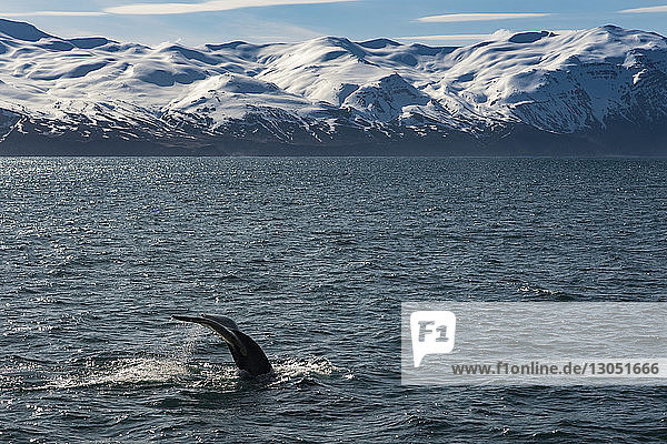 Wale schwimmen im Meer gegen schneebedeckte Berge