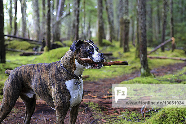 Hund hält Stock im Maul  während er in Redwood National- und Staatsparks steht