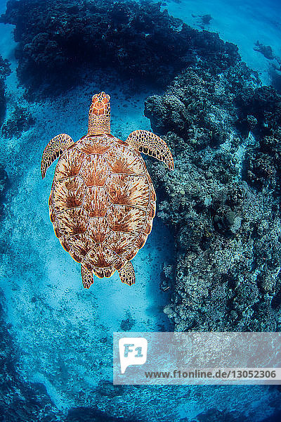 Green sea turtle Cozumel Quintana Roo Mexico