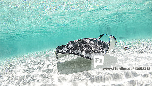 Southern stingray Cozumel Quintana Roo Mexico