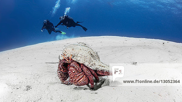 Giant Hermit crab Cozumel Quintana Roo Mexico