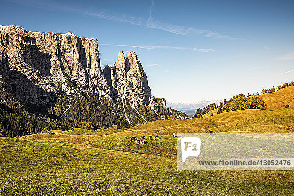 Kuhherde in der Ferne  Schlern-Rosengarten auf der Seiser Alm  Dolomiten  Seis  Trentino-Südtirol  Italien