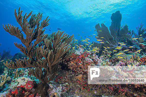 Reef life  Alacranes  Campeche  Mexico
