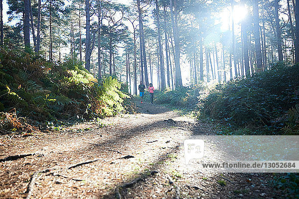 Läuferinnen und Läufer laufen im sonnenbeschienenen Wald  Fernsicht
