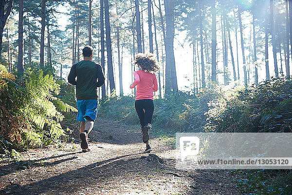 Läuferinnen und Läufer laufen im sonnenbeschienenen Wald  Rückansicht