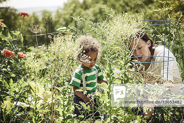 Mutter untersucht Blumen mit Sohn im Garten