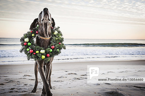Great Dane wearing Christmas wreath on shore at beach