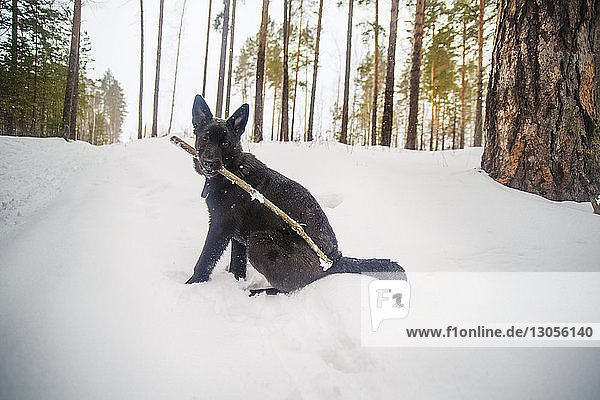 Porträt eines Hundes  der einen Stock im Maul trägt  während er auf einem schneebedeckten Feld sitzt